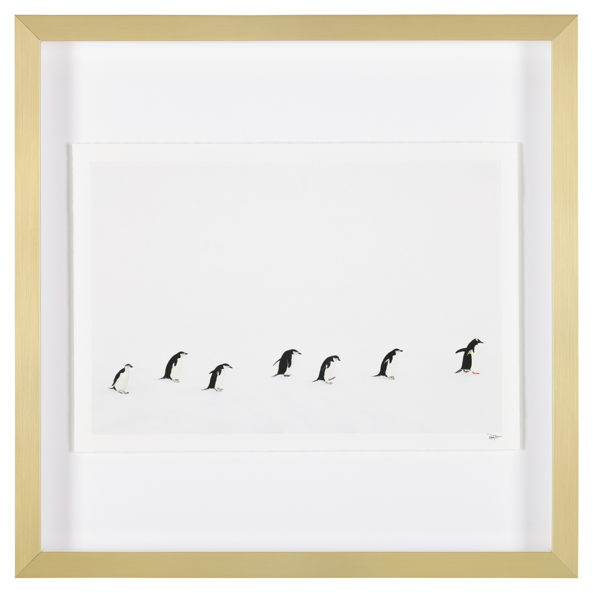Rodney Bursiel's Chasing Gentoos