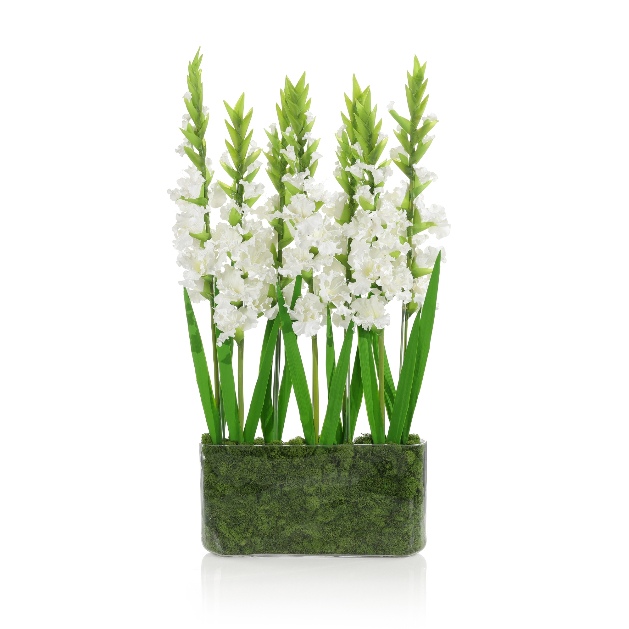 Gladiola Garden